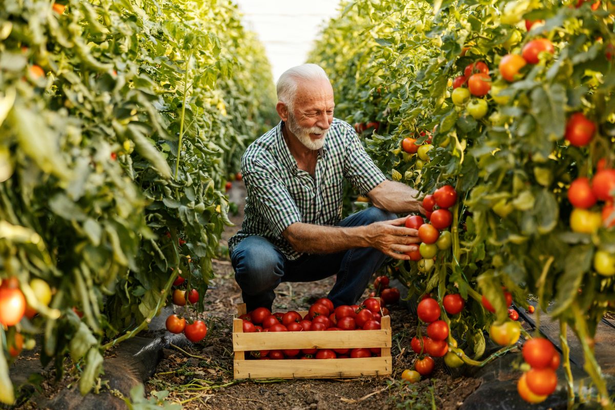 Elderly People Receive Tomatoes Through Plant Shelves