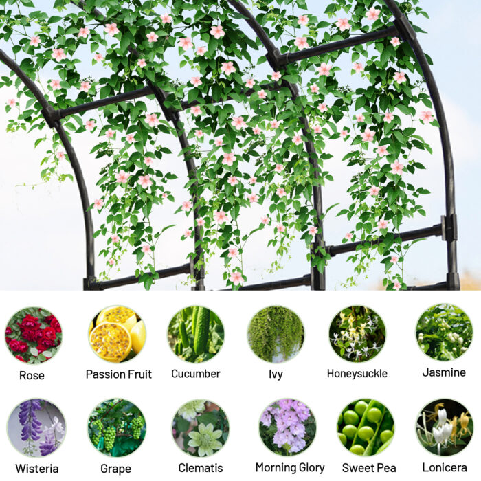 Half Side Garden Arch Trellis Plant Planting Recommendations