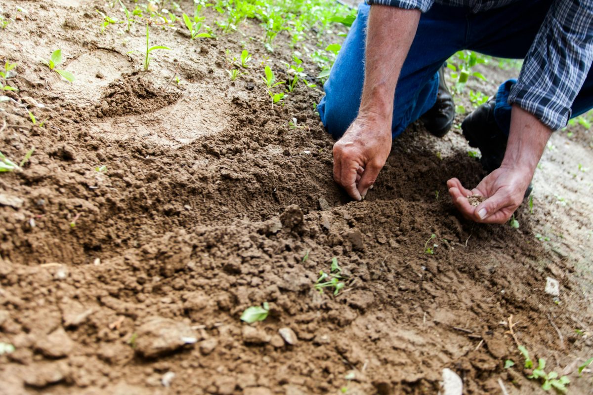 The elderly are sowing seeds on the farm