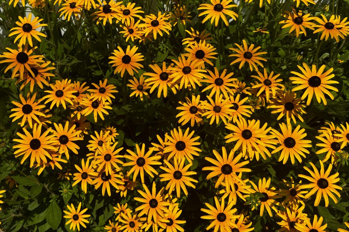 Black-Eyed Susans