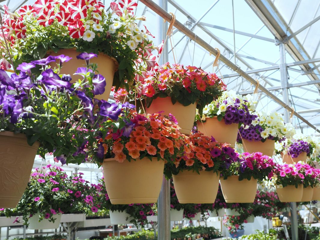 Petunias