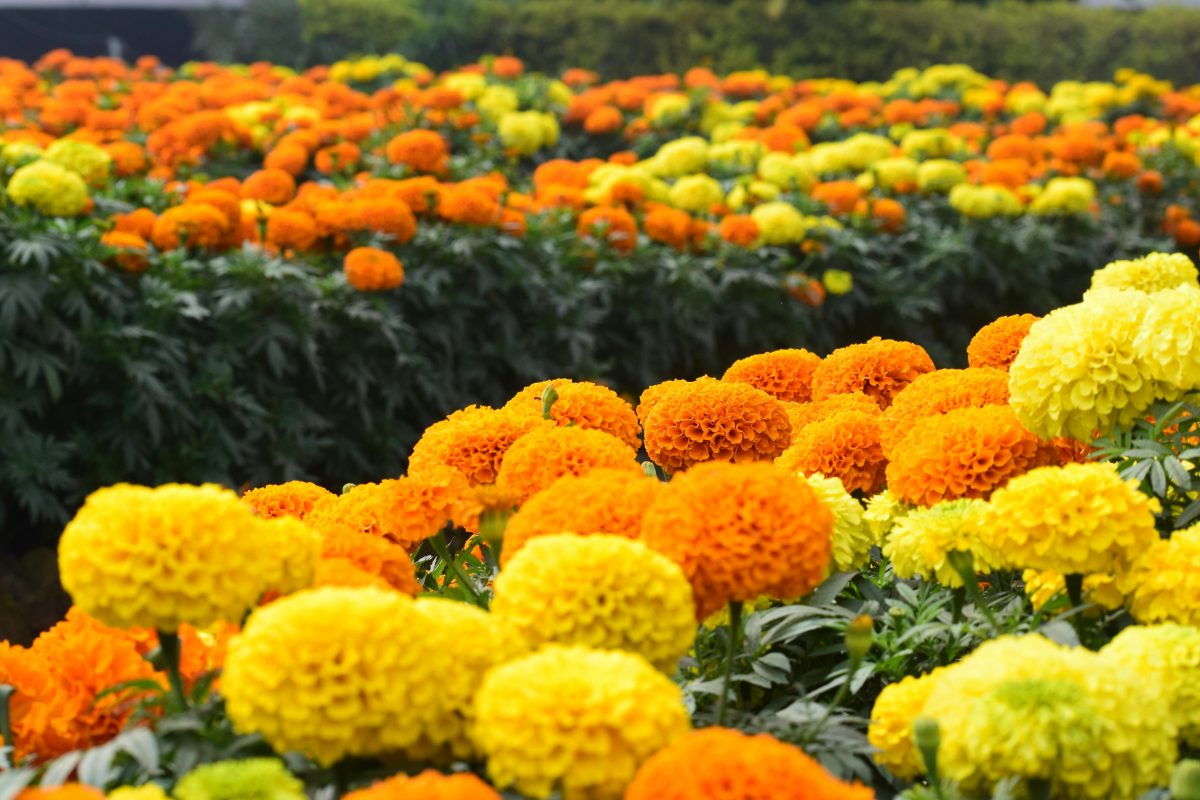 Marigolds