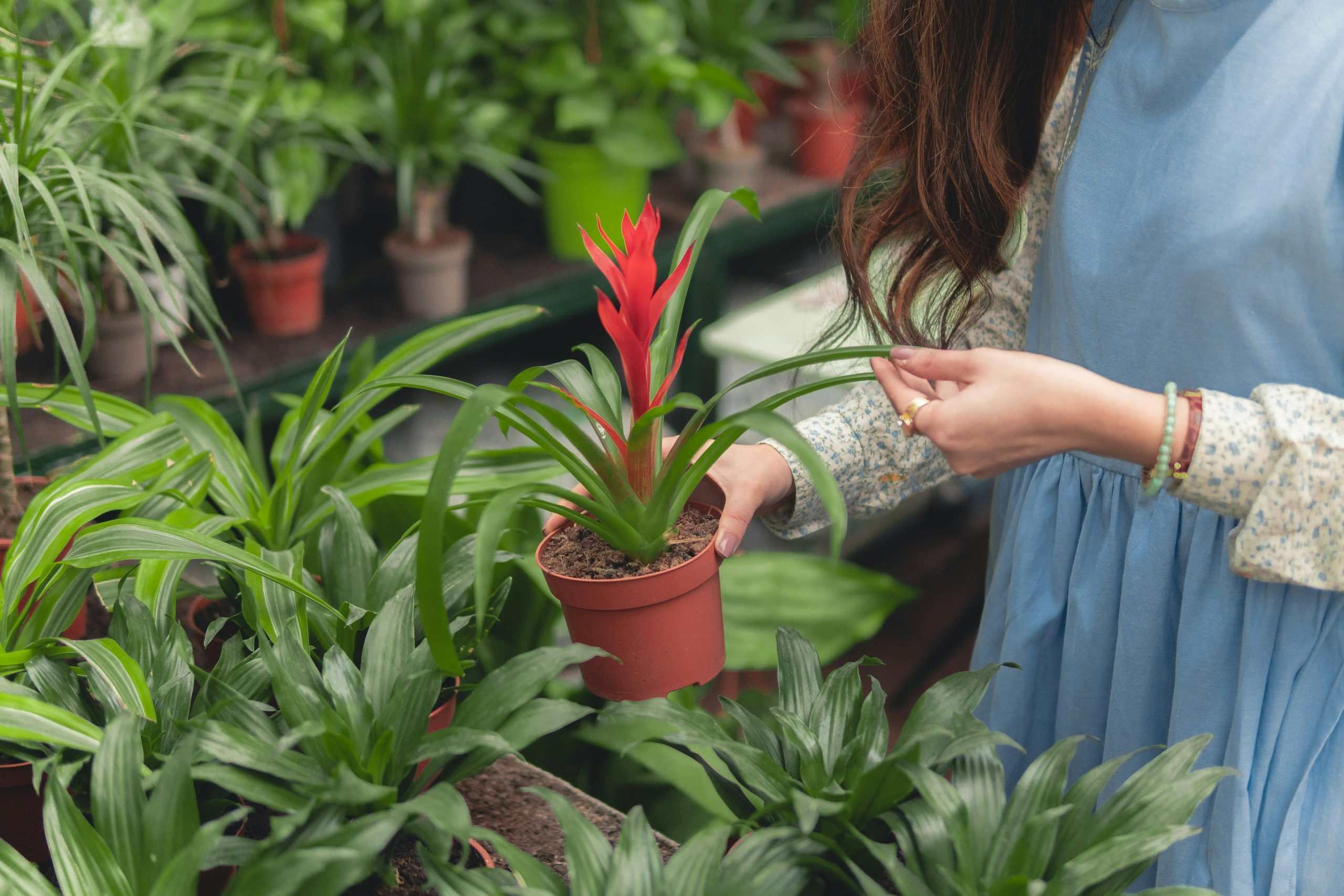 Red potted plants