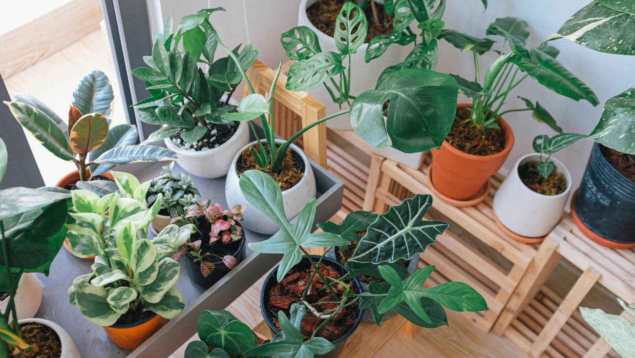 Indoor potted plants
