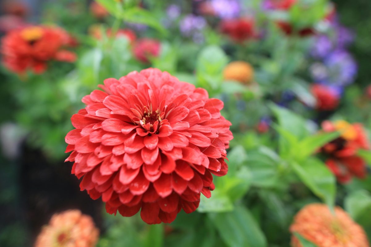 Zinnias
