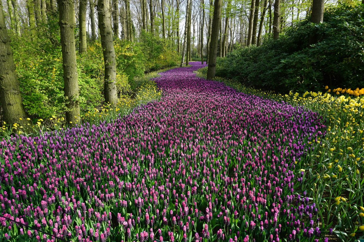 Stunning flower sea