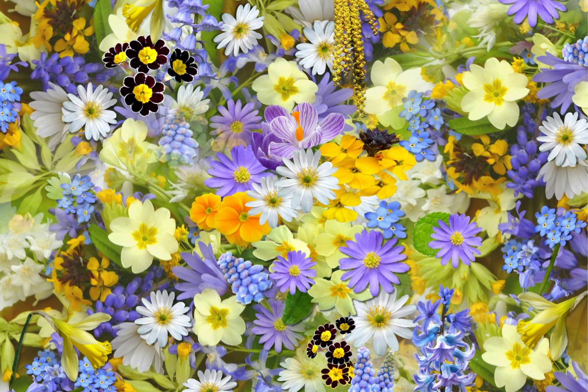 Colorful flowers and plants 2