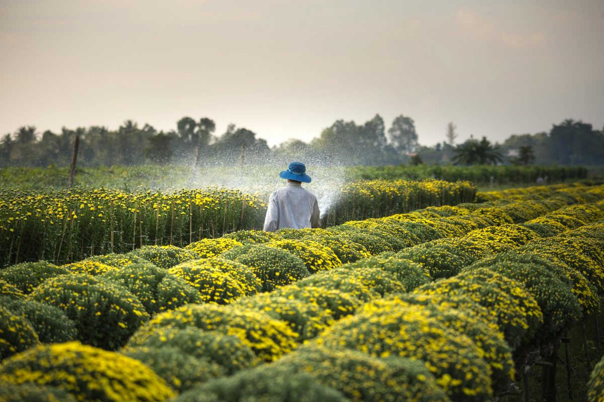 Migrant workers are irrigating plants