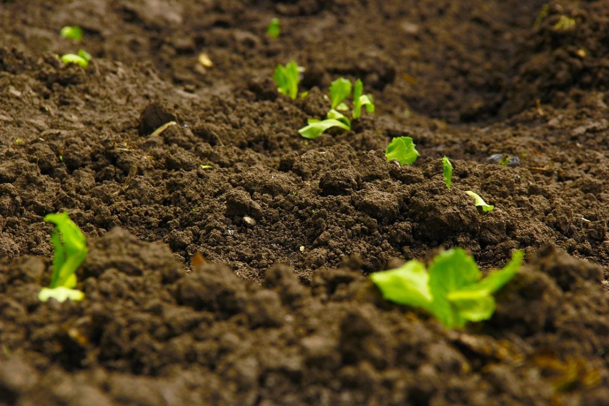 Blog Soil
