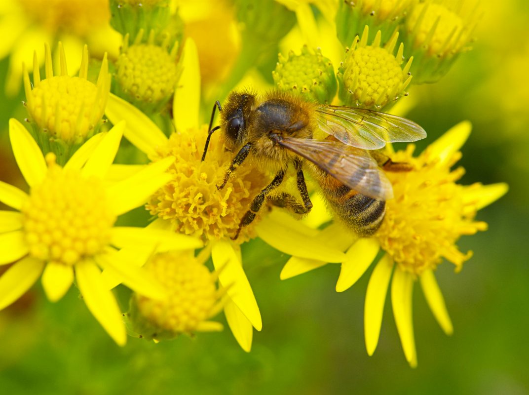 beneficial insects