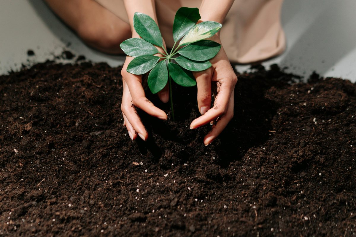 healthy soil is the foundation of pest-resistant plants