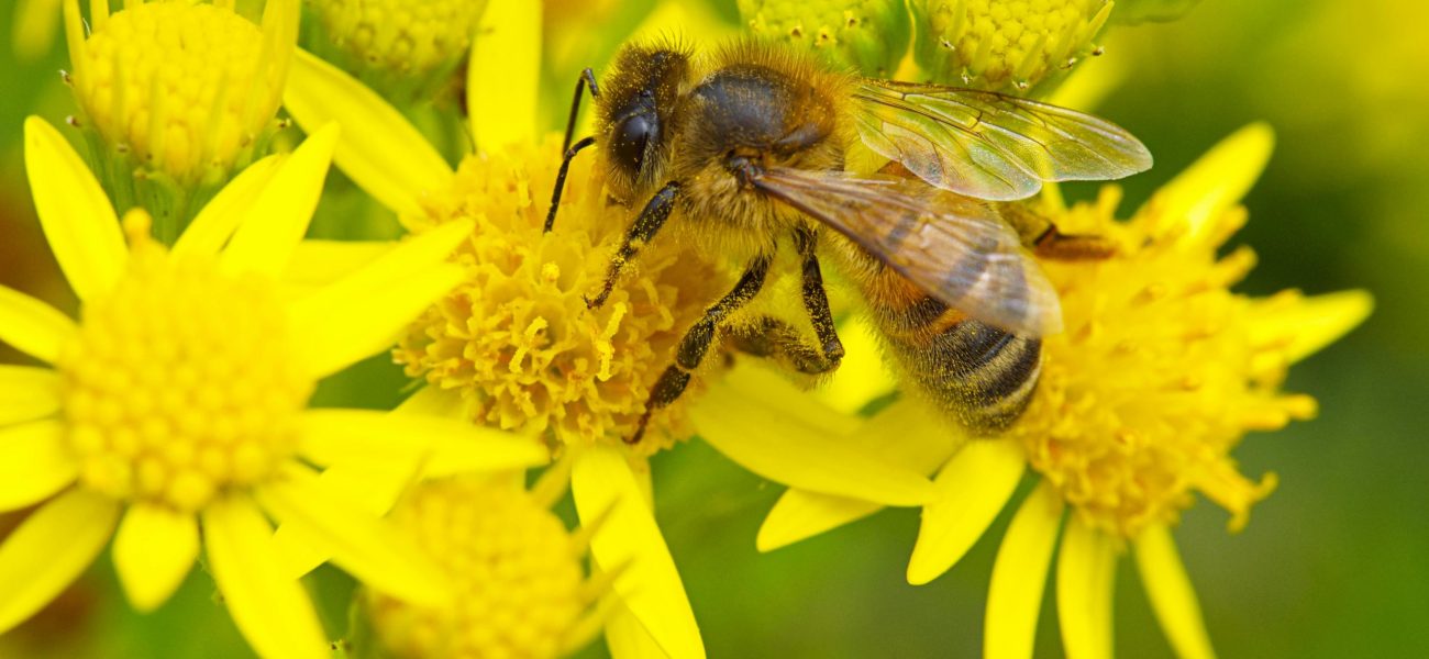 beneficial insects
