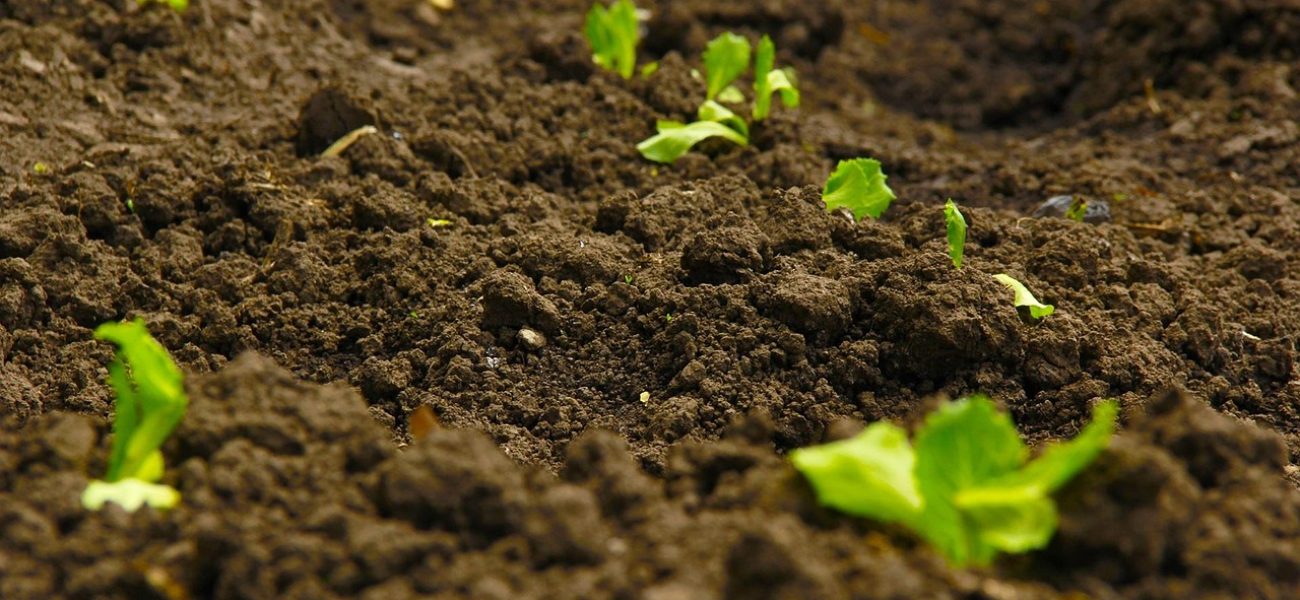 Blog Soil