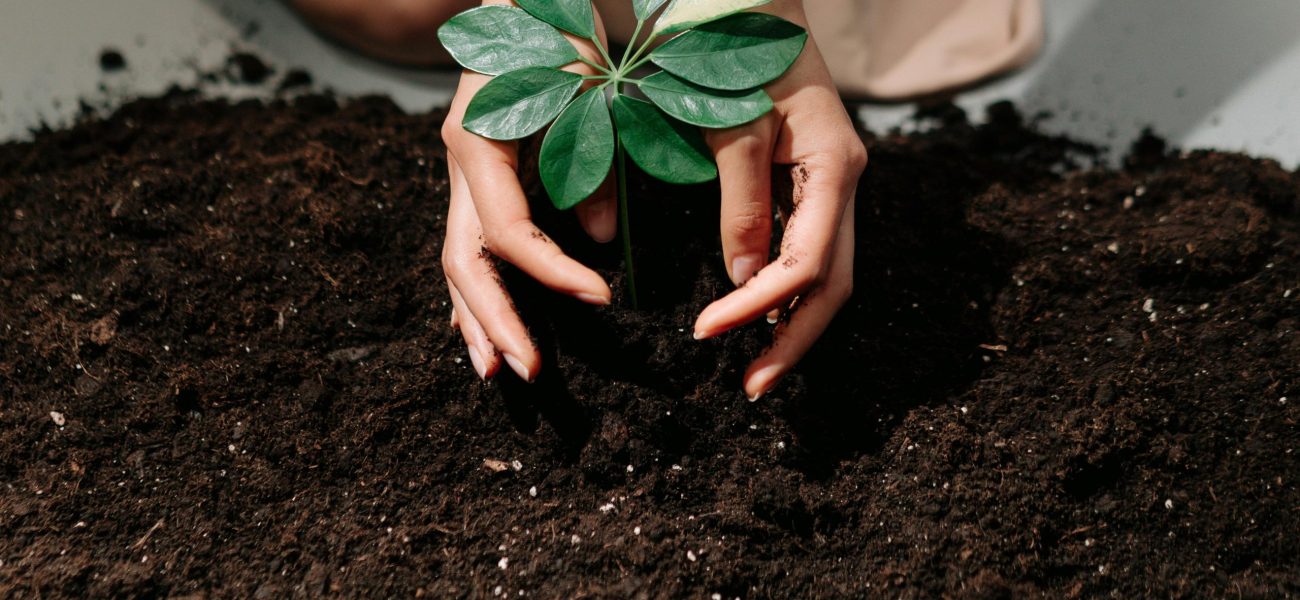 healthy soil is the foundation of pest-resistant plants