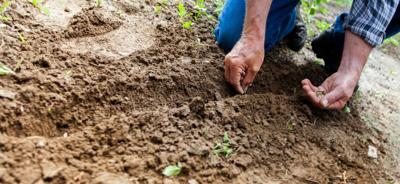 The elderly are sowing seeds on the farm