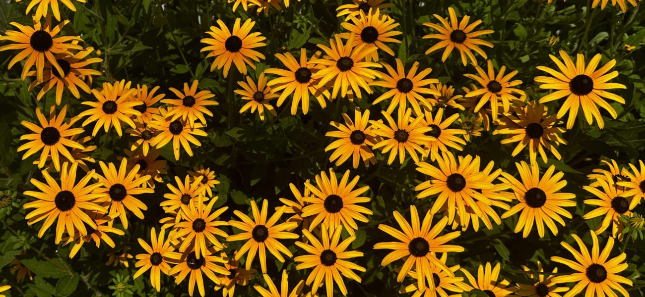 Black-Eyed Susans