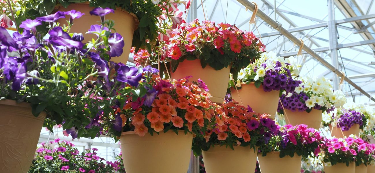 Petunias