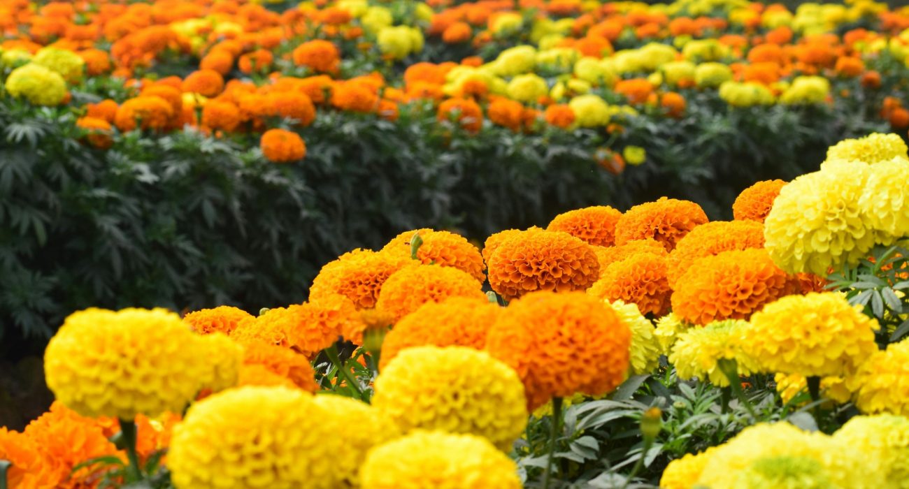 Marigolds