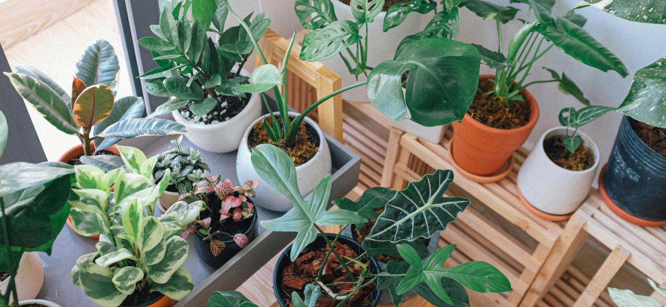 Indoor potted plants