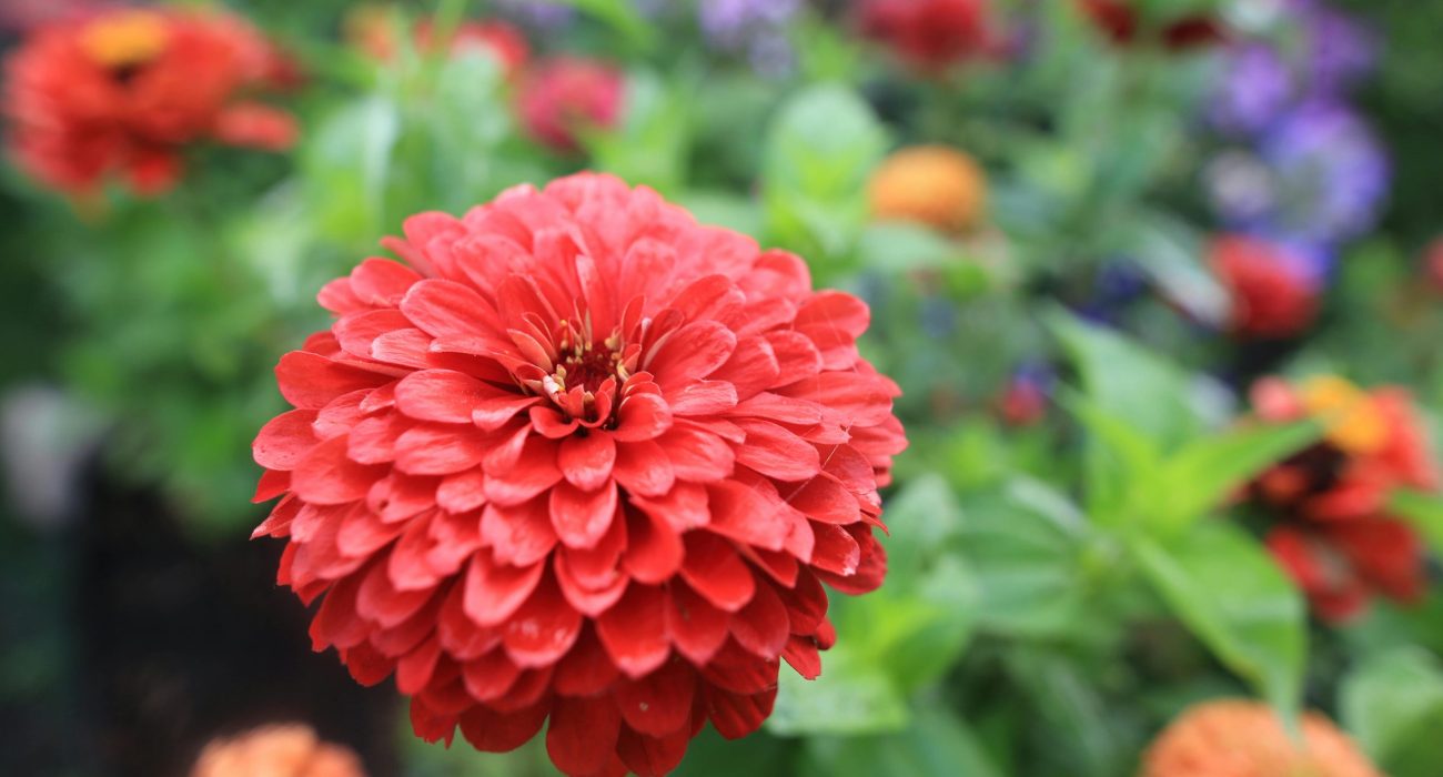 Zinnias
