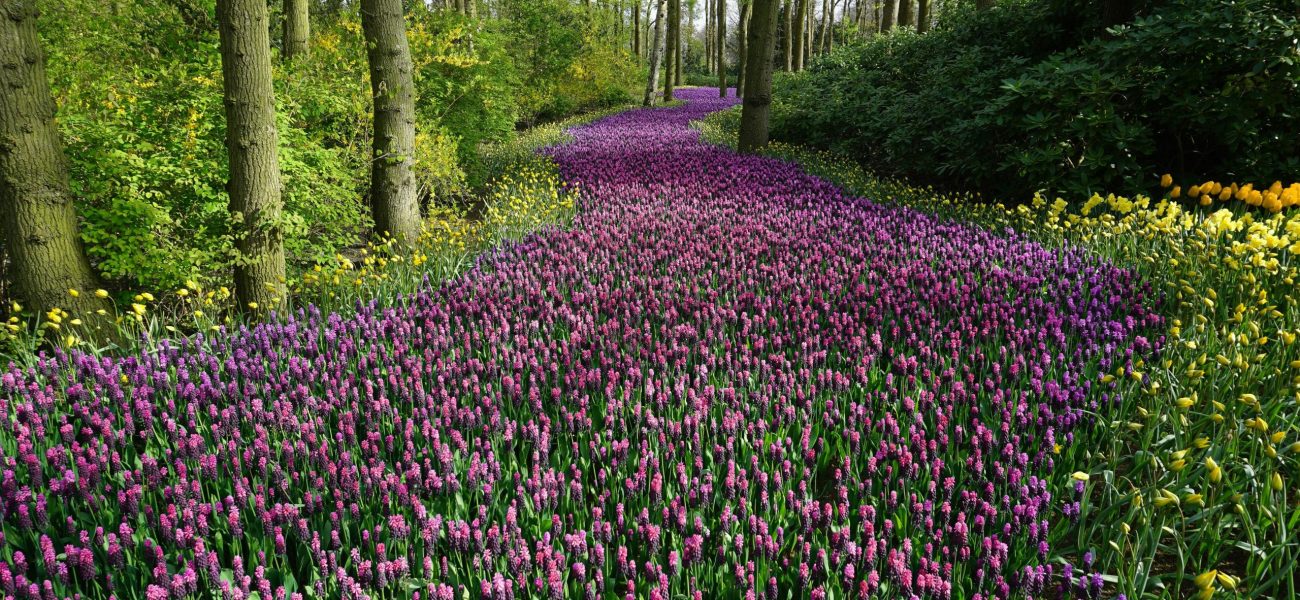 Stunning flower sea