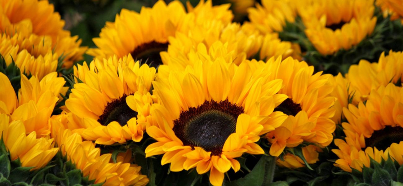 Sunflowers