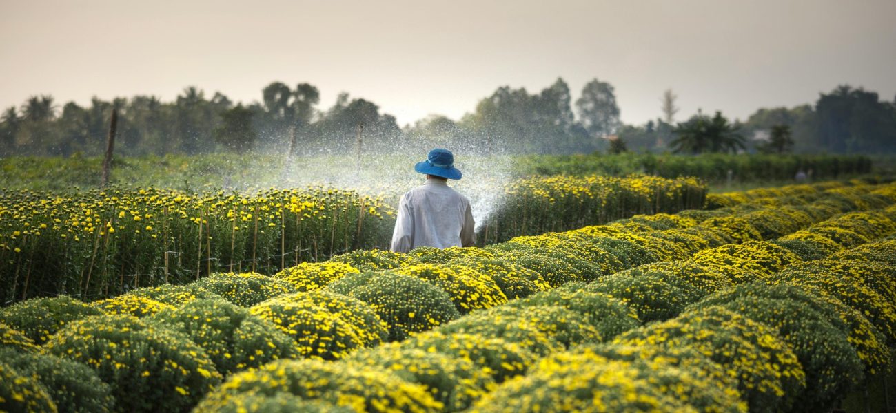 Migrant workers are irrigating plants